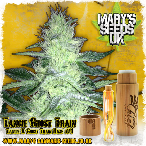 Tangie Ghost Train - DNA Genetics / Rare Dankness / Little Chief - Buy singles and packs cheap at Mary's Cannabis Seeds.