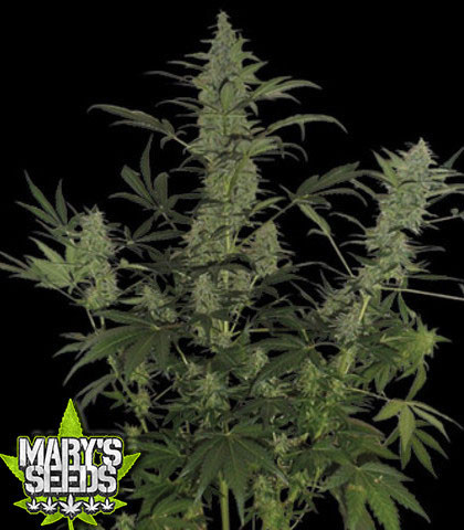 60 Day Lemon Auto ♀