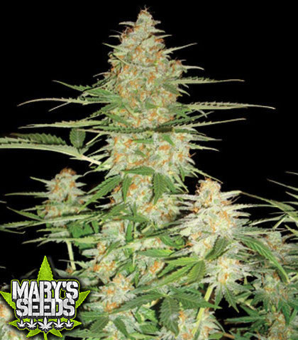 60 Day Wonder (Auto) ♀