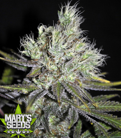 CBD Sweet and Sour Widow ⚤