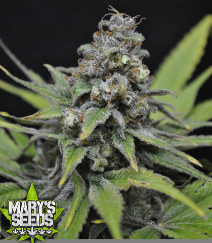 CBD Critical mass ♀