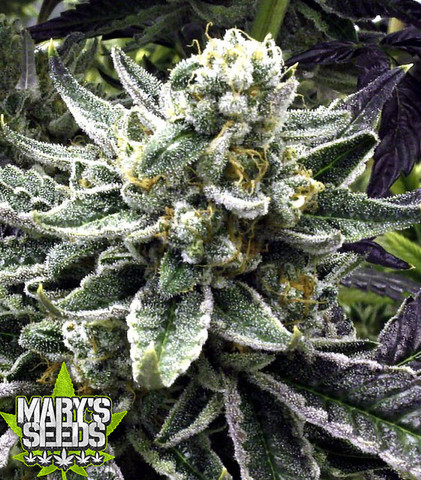 Commerce City Kush ⚤