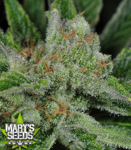 Ghost Train Haze #1 Female ♀