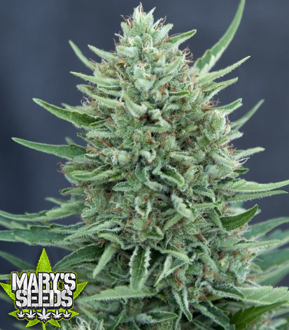 Goji Golden Cobra ⚤