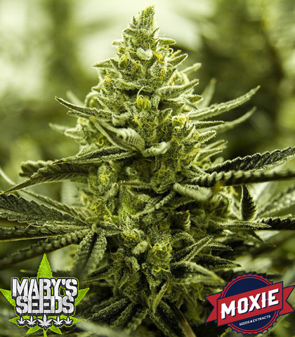 Lemon Cake (Lemon O.G. x Jesus O.G.) ♀