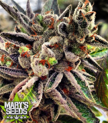 Scott's OG Female Seeds ♀