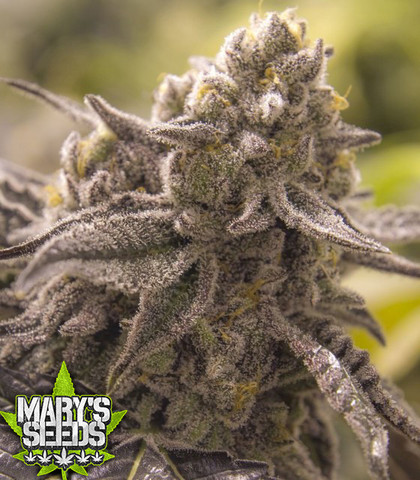 Lucky Number Sleven ♀