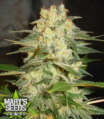 Afghan Kush Ryder Seeds ♀