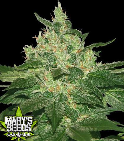 Afghan Kush Seeds ♀+⚤