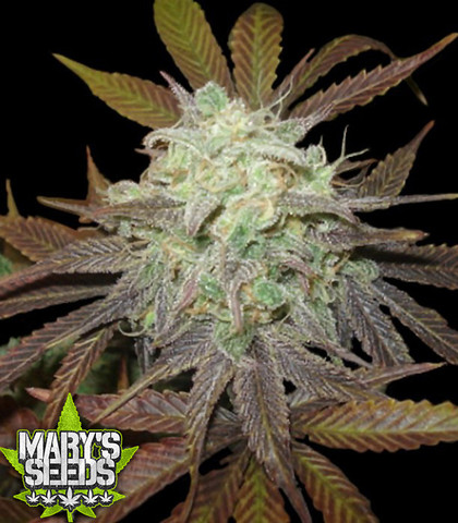 Purple LA - Limited Edition ♀