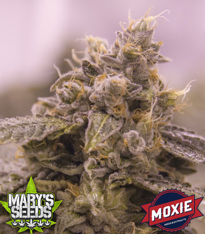 Grape Valley Kush ♀