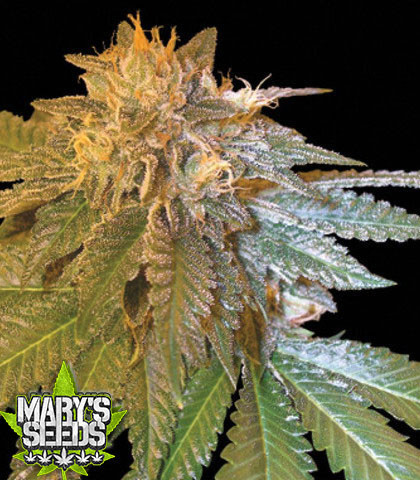 LA Confidential ♀+⚤