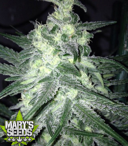 Moonshine Haze x Ghost Train Haze #1 Female Seeds ♀